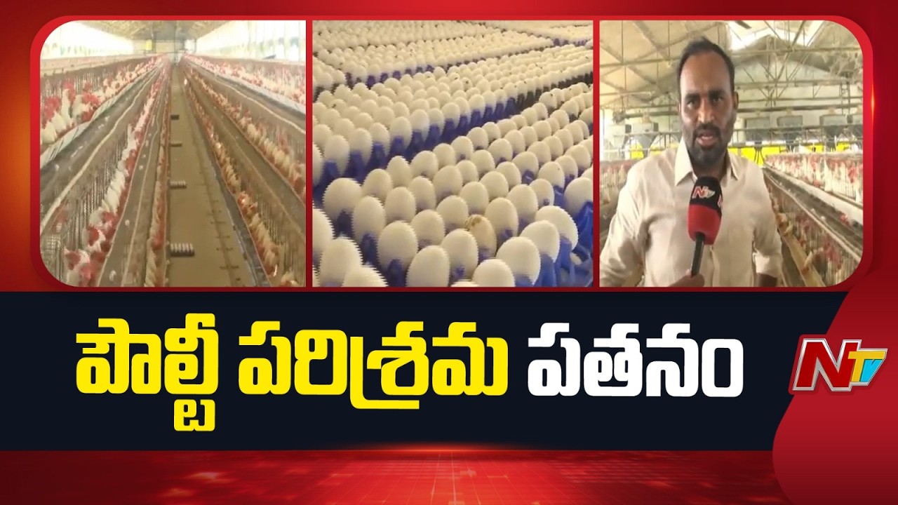 Poultry Farming : తెలుగు రాష్ట్రాల్లో పౌల్ట్రీ పరిశ్రమపై యుద్ధం ప్రభావం | NTV