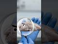 Warum gilt der blobfisch als das hässlichste Tier der Welt? #tiere #tierwelt #fische #fürdich