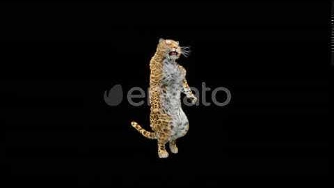 Leopard Dancing HD | Motion Graphics - Envato elements