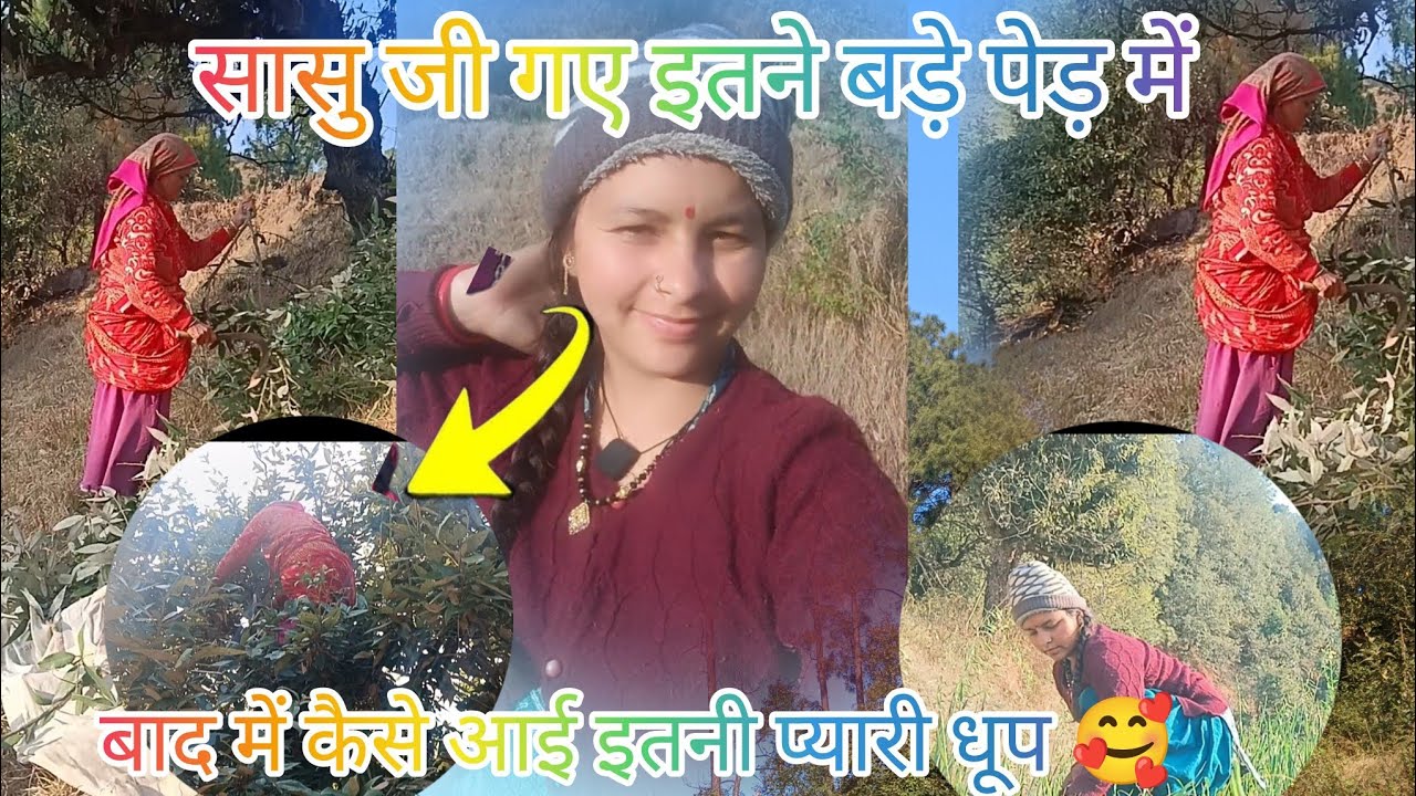  आखिरकार क्यों गए सासु जी इतने बड़े पेड़ में दिन में आई प्यारी सी धूप # mamta vlogs 🥰🫶