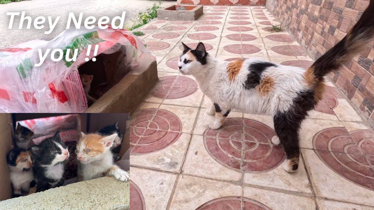 Кошка-мама говорит: 