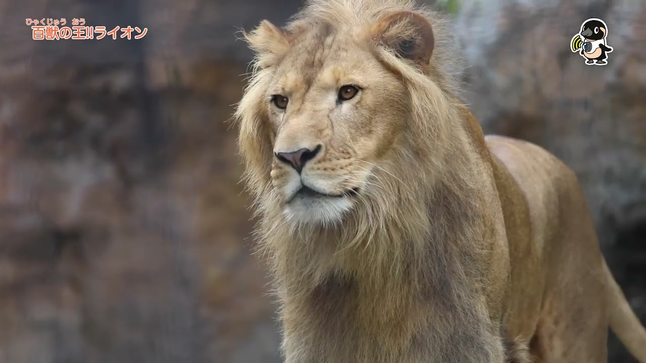 ライブズーがとらえた決定的瞬間 百獣の王!!ライオン - YouTube