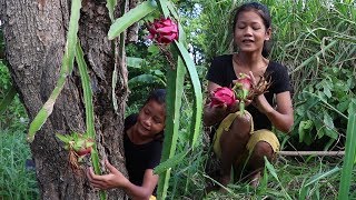 My Natural Food: Find food meet two dragon fruit on tree for eating delicious #14