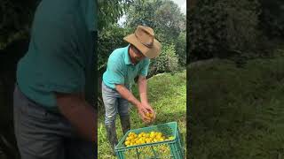 FRUTA RARA : MADROÑO