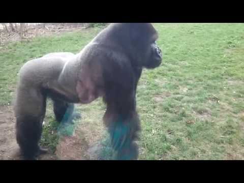 FULL VERSION  When a Silverback attacks. 