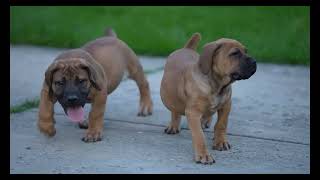 8 minutes Of Cute Boerboel Puppies #cutedogs #boerboelpuppies by Exotic Boerboels 749 views 4 months ago 8 minutes, 18 seconds