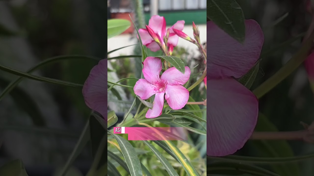 Laurel Rosa: La Planta Más Resistente y Bonita para Tu Jardín 