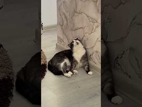Мой котэ 🥹 🐈⬛ #кошка#кот#домашниеживотные#дом#любовь#животные#смайлик#котэ#cats#мяу#❤️❤️❤️