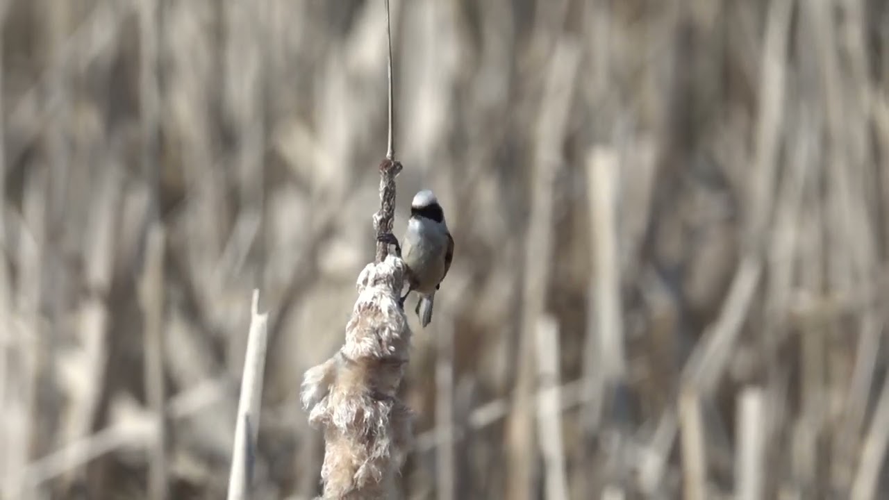 Moudivláček lužní (Remiz pendulinus)