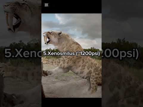 5 Cats with the strongest bite force#prehistoric #extinct #smilodon #animals