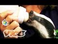 Cute Baby Badgers! | The Cute Show