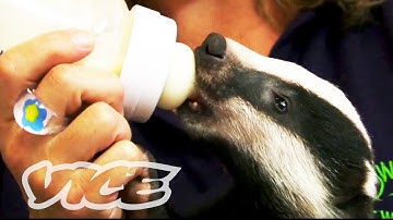 Cute Baby Badgers! | The Cute Show