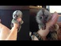 Exotic pets: Tiny pet monkeys in China; Mom cooks son’s $3,000 pet fish ...