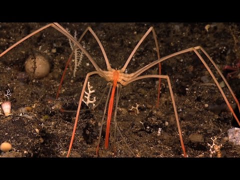 Video: Sea spider - a mysterious inhabitant of the depths