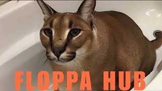 You Vs Homerscript You Vs Homer Floppa Hub Best You Vs Homer Script