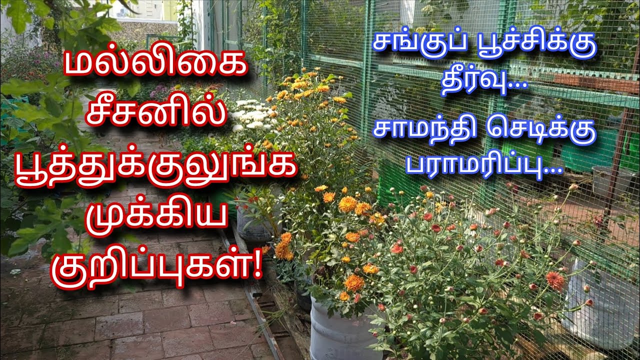சங்குப்பூச்சி, சாமந்தி, மல்லிகை செடிக்கு பராமரிப்பு | Plant 🪴 Care Tips | Terrace Gardening | Tamil 