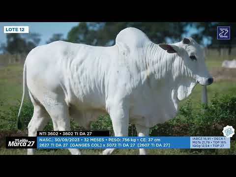 LOTE 12 - NTI 3602