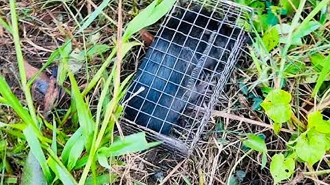 Bẫy Chuột Theo Đường Mòn Dính Cống Nhum Quá Bử