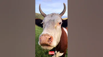 البقرة الراقصة البقرة الحلوب البقرة الضاحكه طعام البقرة بقرة العيد حليب البقر The Cow 