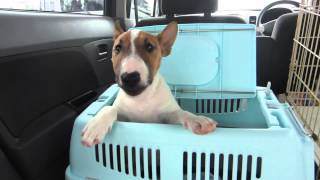 M Bull Terrier 8 04 Female Hotblitz Tky