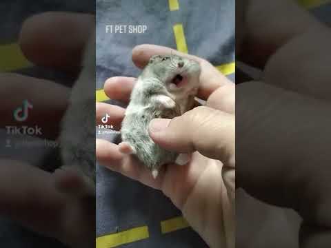 Video Chuột Hamster Winter White lông màu sóc - youtube