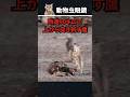 マガモを狩る鷹