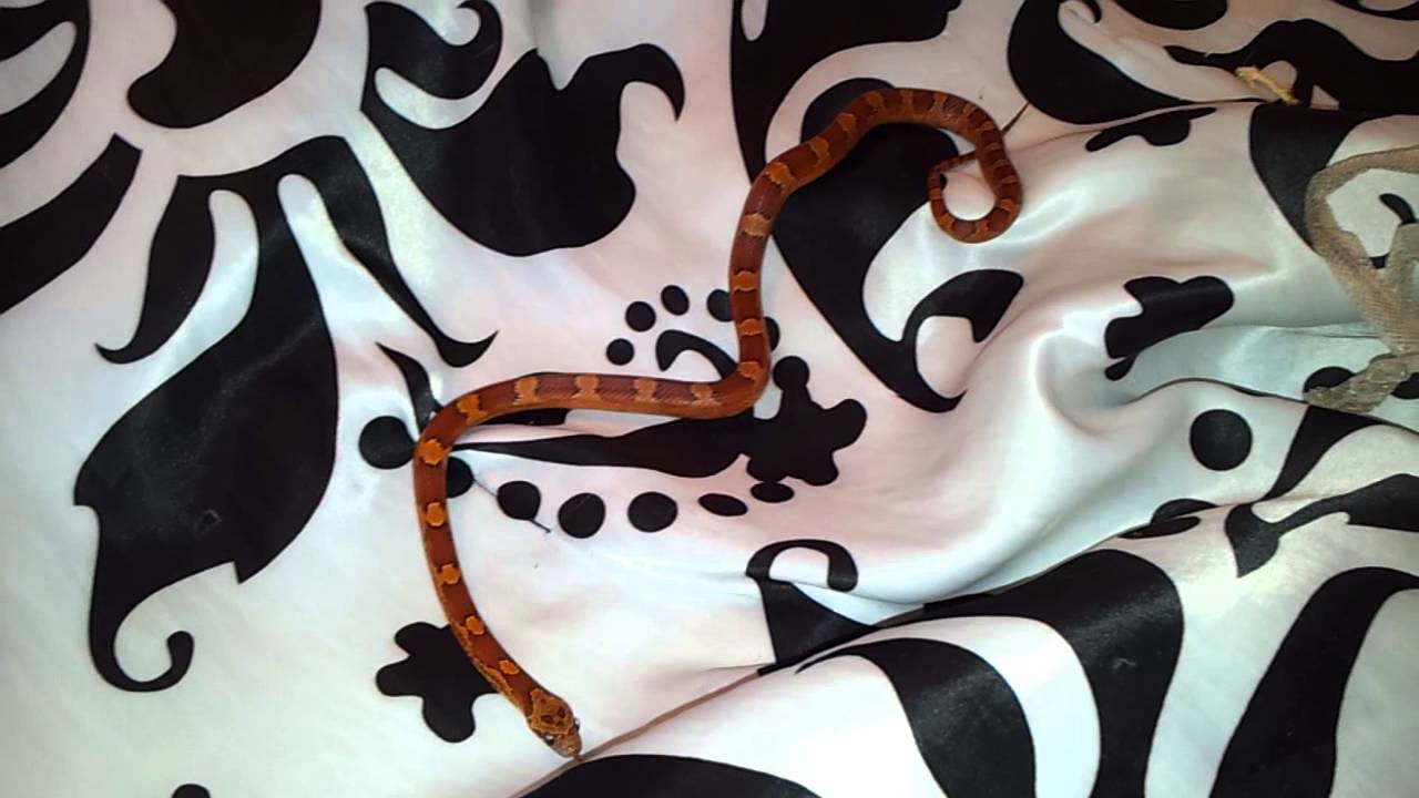 snake oil Rose Red (My Bloodred Corn Snake) is a Stripper!!!!