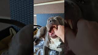 demon #amstaffblue #pitbull #dc #fun #love #like