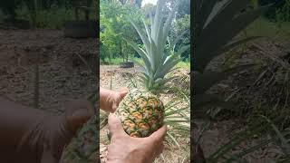 Pick the Pineapple that I Plant