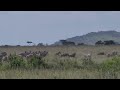 lions vs zebra in Serengeti