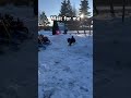 Wait for Me! 🐾 Bambi the Finnish Lapphund Runs Through the Snow #dog #puppy #funny #cutedog #pets