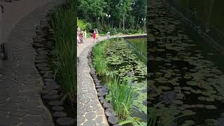 Маленькі Жабки, Великі Жабки У Центральному Парку Little Frogs, Big Frogs In A Central Park