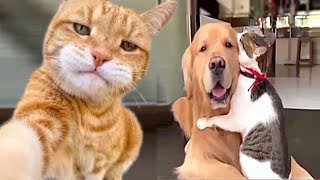 Pawsome Shenanigans: Unleashing the Comedy in Petz Follies by Pets Rescue 1,371 views 3 weeks ago 5 minutes, 28 seconds