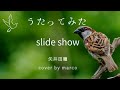 Slide show 矢井田瞳 cover