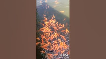 Thăm hồ cá Chùa Mướp🥰