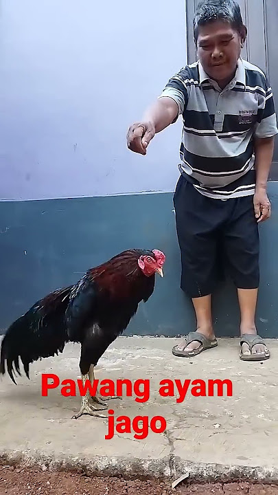 AYAM JAGO BANGKOK KETEMU PAWANG NYA JADI GINI#SHORTS