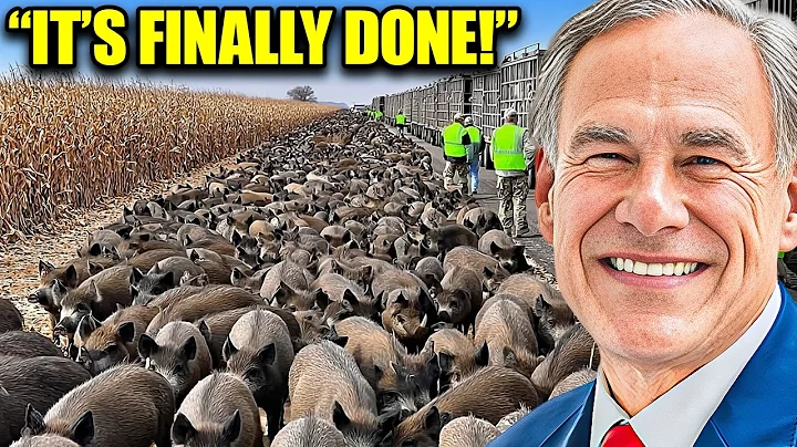 Texas Farmers Found a GENIUS Way to Stop 1000s of Rampaging Wild Boars And It's UNBELIEVABLE!