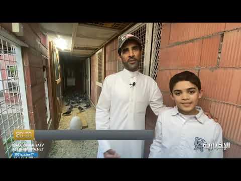 الحمام الزاجل المراسل القديم تربيتها تجذب شباب الأحساء