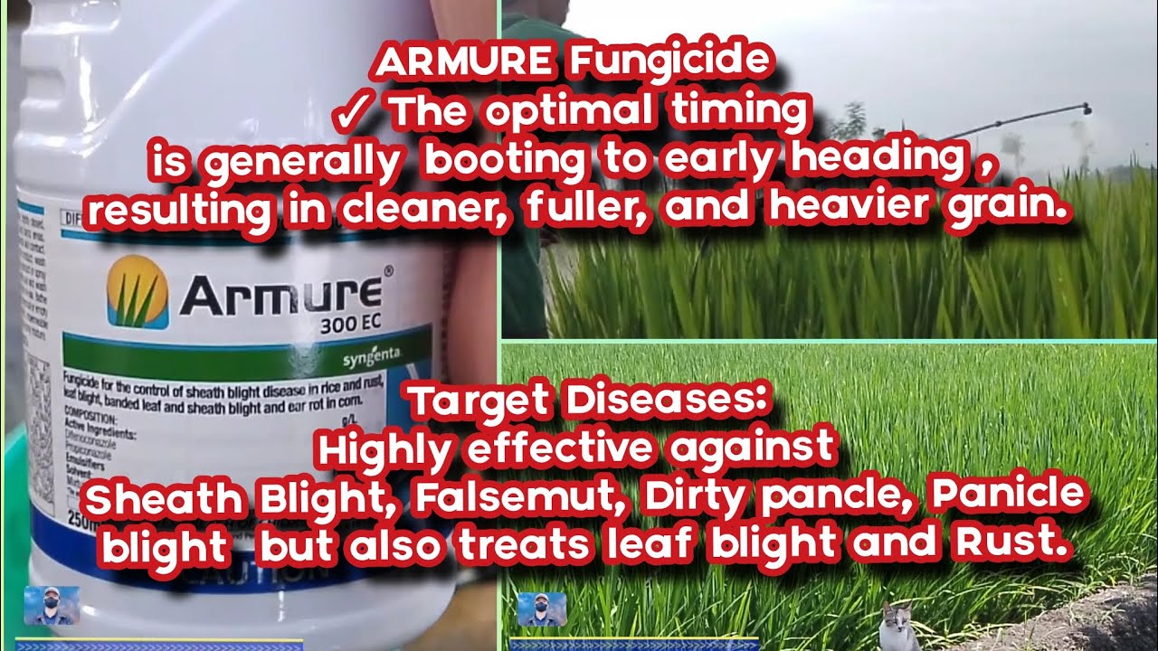 Panicle Exertion| 79 Days After Drone Direct Seeding| ARMURE Effective prevention of rice diseases