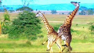 Giraffe mating clips + Giraffe Vs loin | lost in Animals