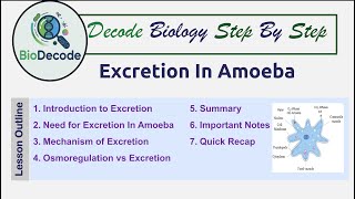 How Does Amoeba Excrete | Diffusion & Osmoregulation | @BioDecode-j4z 
