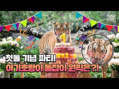 | 에버랜드 #<strong>타이거밸리</strong> #돌잔치