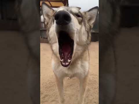 Video: Howl-o-ween