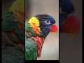 19 sec with green-naped lorikeet #shorts #nature #birds
