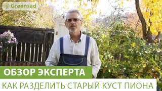 Как разделить старый куст пиона(В этом видео наш эксперт расскажет Вам о том, как правильно разделить старый куст пиона. Если Вы хотите прио..., 2015-02-20T10:59:05.000Z)