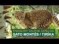 Paraguay salvaje especial gato montes