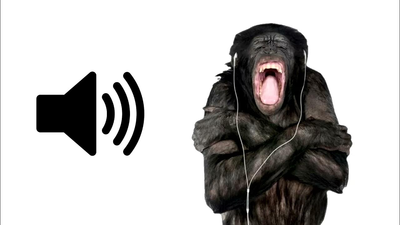 Звуки мартышки. Звуки обезьян. Звук обезьяны для пранка. Monkey Sounds wooop. Monkey Scream meme.