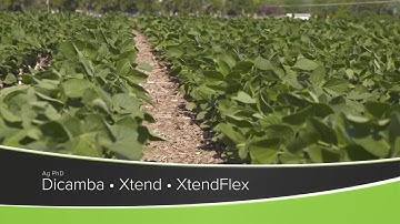 Dicamba • Xtend • XtendFlex (From Ag PhD Show #1177 - Air Date 10-25-20)