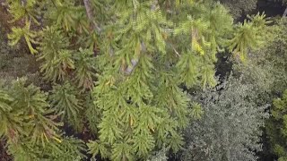 Australia firefighters save world’s only rare dinosaur trees