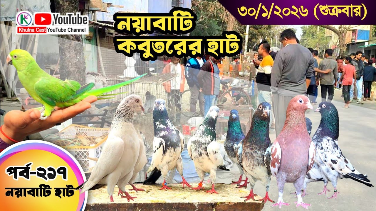 নয়াবাটি কবুতরের হাট পর্ব-২১৭।।খুলনা জেলার সবথেকে বড় কবুতরে হাট নয়াবাটী ।। the Largest pigeon market